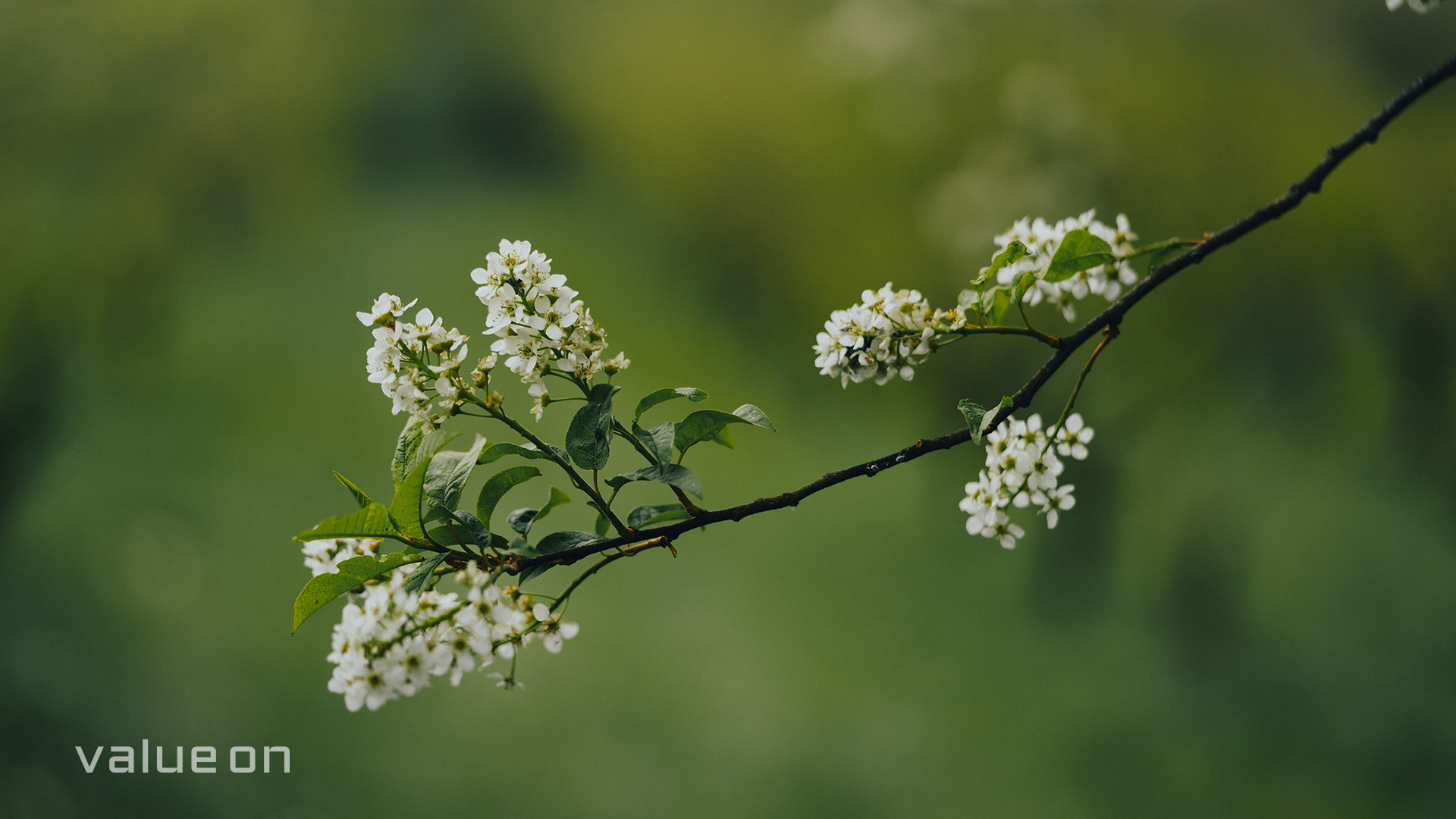 Blog Featured Image - Fotoletter: Endlich Frühling!